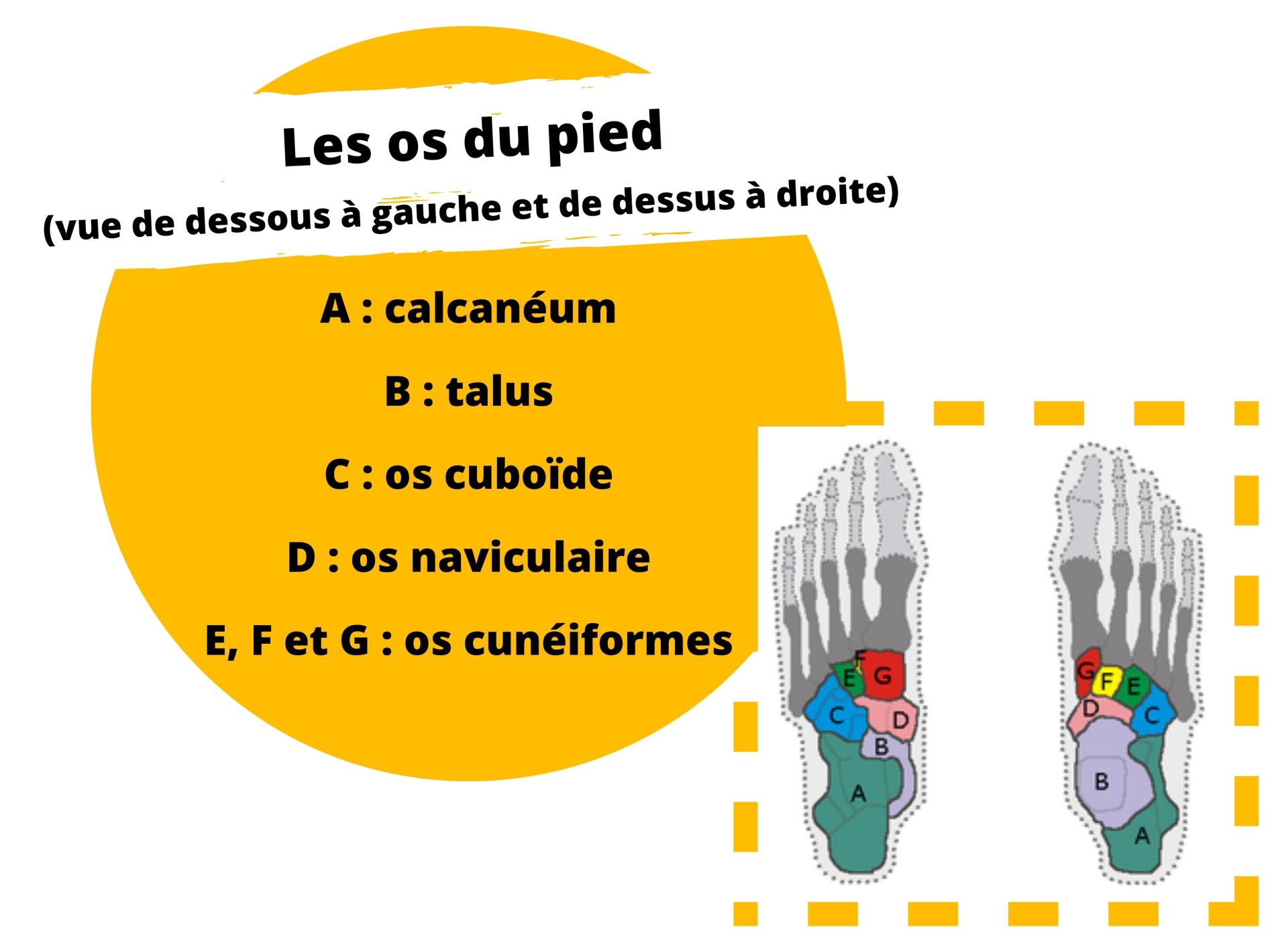 Les os du pied (vue de dessous à gauche et de dessus à droite)