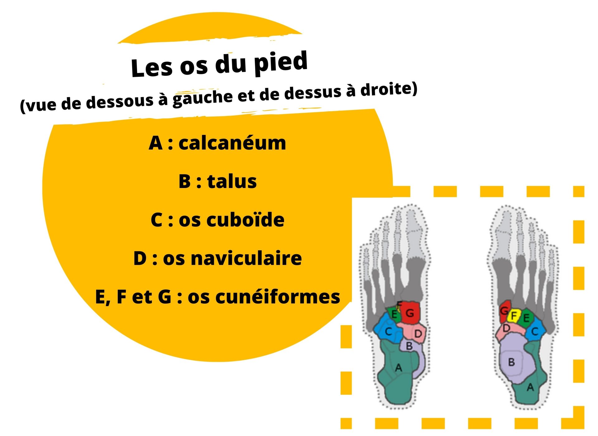 Les os du pied (vue de dessous à gauche et de dessus à droite)