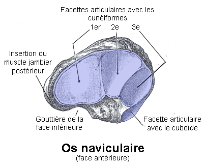 l'os naviculaire de la patholoie de Köhler-Mouchet