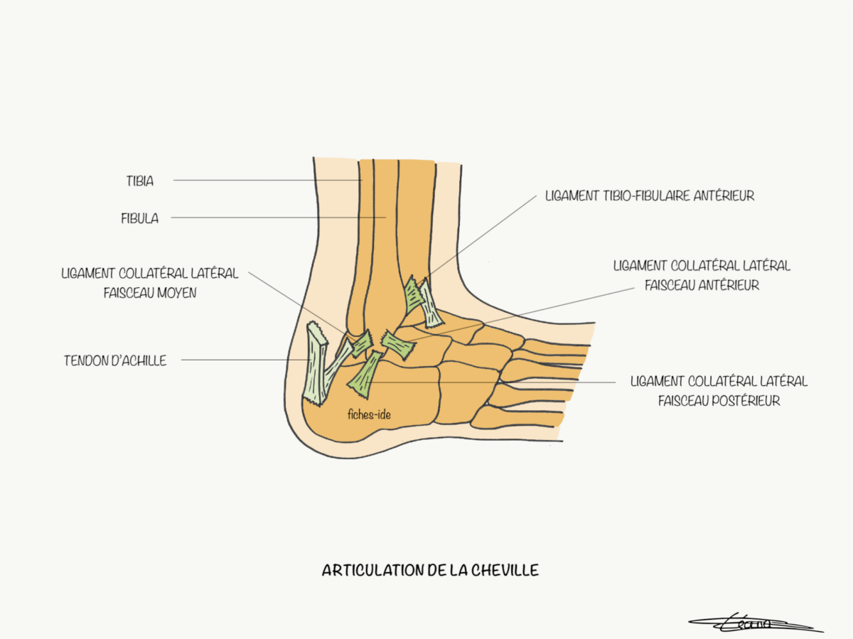 Articulation de la cheville